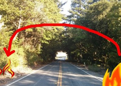 In this Before picture, limbing up trees and removing groundcover helps prevent a fire from jumping from one side of Skyline to the other.